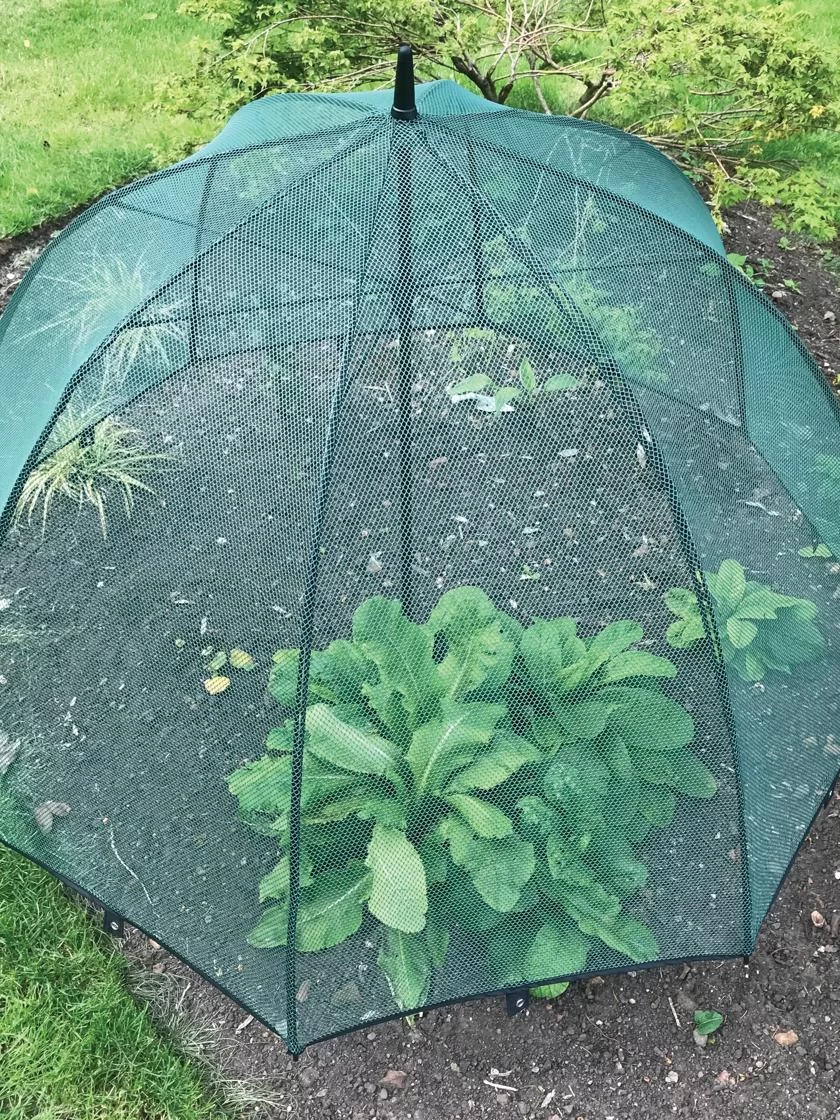 GardenSkill Pop N Crop Plant Umbrella 3 GardenSkill Pop N Crop Plant Umbrella