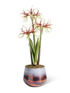 Cybister Potted Amaryllis -Outdoor Garden Care Shop 8611120 chico 2021 09