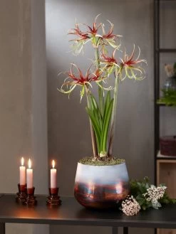 Cybister Potted Amaryllis -Outdoor Garden Care Shop 8611120 chico 2021 10