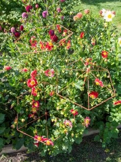 Parasol Plant Supports, Set Of 3 -Outdoor Garden Care Shop 8611129 050 tif