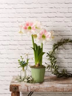 Star Potted Amaryllis 12 Star Potted Amaryllis -Outdoor Garden Care Shop 8611499 2022 rosystar rosy star potted amaryllis