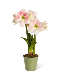 Star Potted Amaryllis 15 Star Potted Amaryllis -Outdoor Garden Care Shop 8611499 2022 rosystar silo rosy star potted amaryllis
