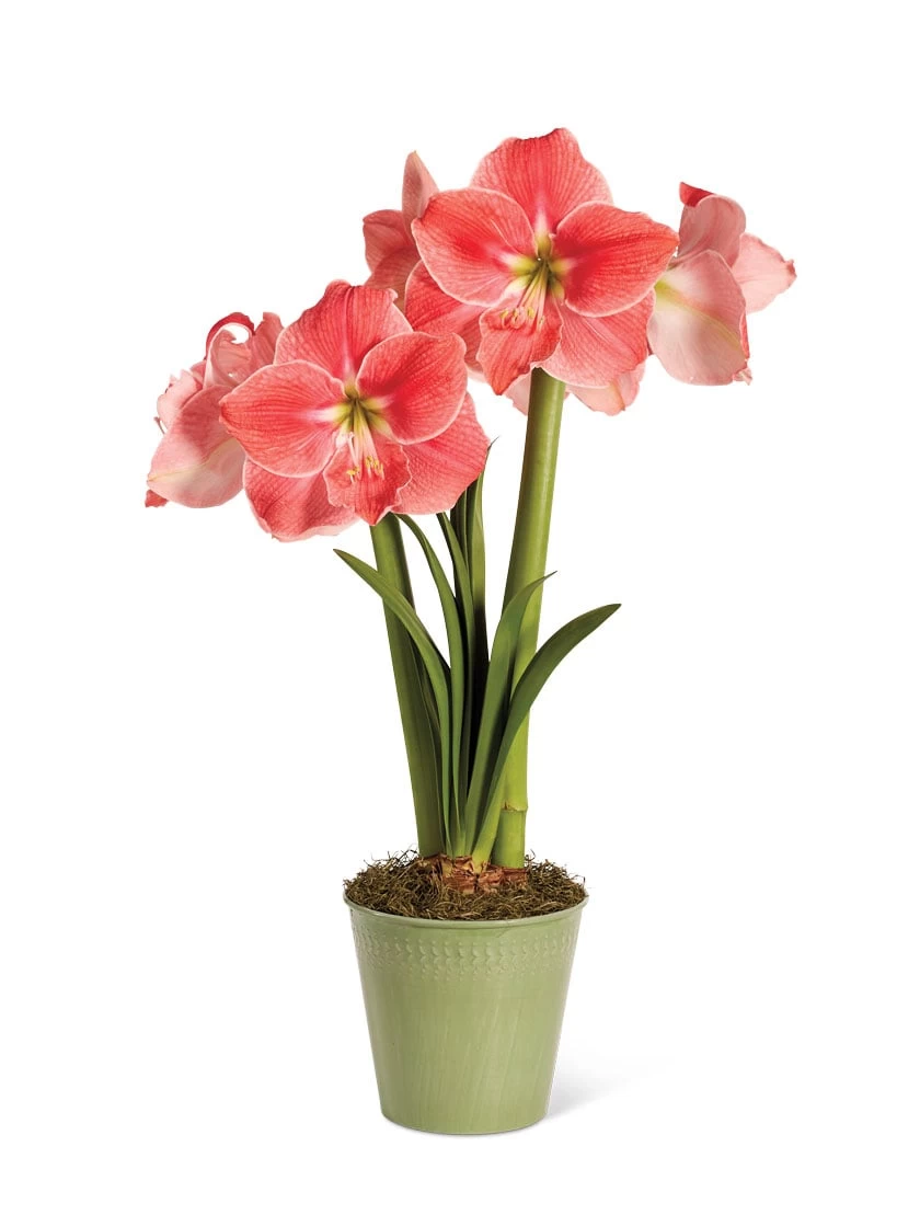 Star Potted Amaryllis 7 Star Potted Amaryllis - Image 5
