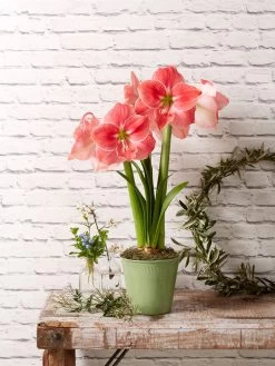 Star Potted Amaryllis 13 Star Potted Amaryllis -Outdoor Garden Care Shop 8611500 2022 sweetstar sweet star potted amaryllis