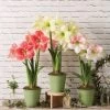 Star Potted Amaryllis -Outdoor Garden Care Shop 8611508 2022 starpottedv star potted amaryllis