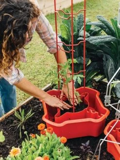 Deluxe Tomato Halos, Set Of 2 -Outdoor Garden Care Shop 8612045 135 tif