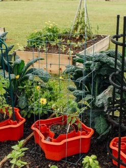 Deluxe Tomato Halos, Set Of 2 -Outdoor Garden Care Shop 8612045 226 tif