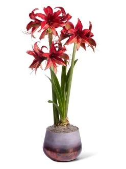 Cybister Potted Amaryllis -Outdoor Garden Care Shop 8612501 bogota silo 2022