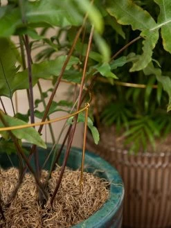 Brass Plated Grow Throughs, Set Of 2 -Outdoor Garden Care Shop 8612661 0043