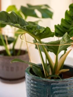 Brass Plated Grow Throughs, Set Of 2 -Outdoor Garden Care Shop 8612662 0047 brass plated grow throughs set of 2