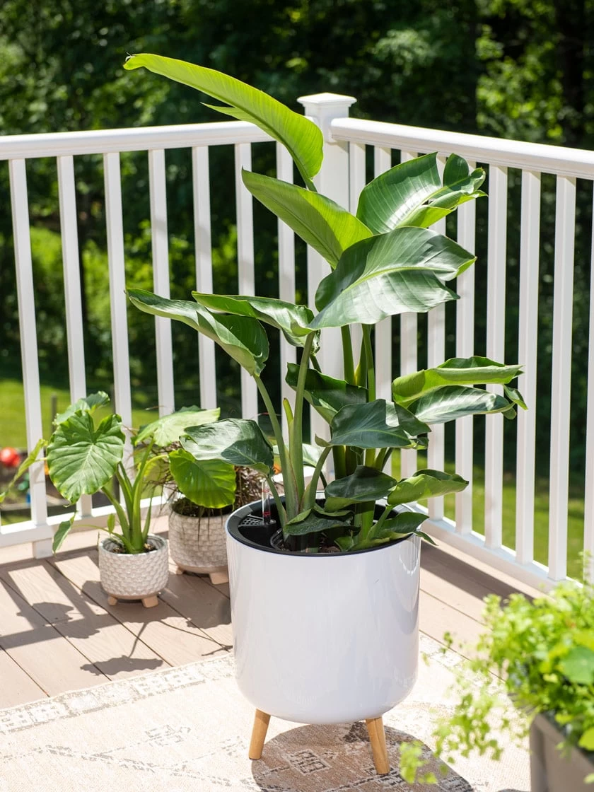 Ava Self-Watering Round Planter 4 Ava Self-Watering Round Planter - Image 2