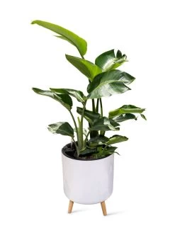 Ava Self-Watering Round Planter 12 Ava Self-Watering Round Planter -Outdoor Garden Care Shop 8612692 0002