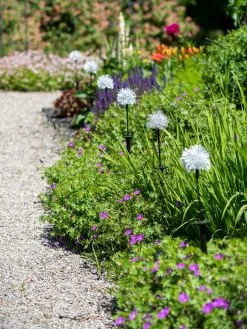 Dandelion Solar Stake -Outdoor Garden Care Shop 8612713 4472