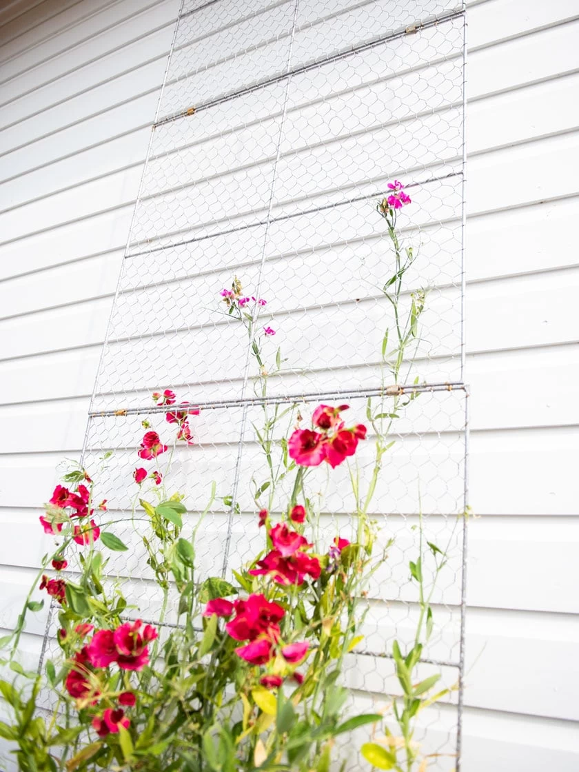 Chicken Wire Wall Trellis 3 Chicken Wire Wall Trellis