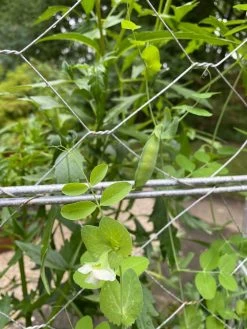 Chicken Wire Pea Trellis 18 Chicken Wire Pea Trellis -Outdoor Garden Care Shop 8612718 7307