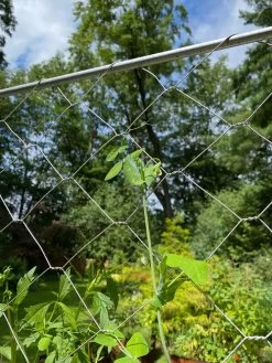Chicken Wire Pea Trellis 19 Chicken Wire Pea Trellis -Outdoor Garden Care Shop 8612718 7311
