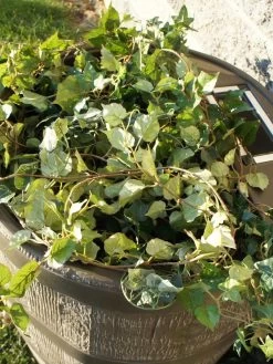 Round Rain Barrel With Planter, 35 Gallons -Outdoor Garden Care Shop 8612856WALNT 03V tif