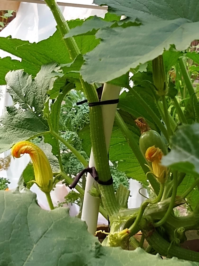 Farmyarn® Multipurpose Garden Tie, 2 Pack 10 Farmyarn® Multipurpose Garden Tie, 2 Pack - Image 8