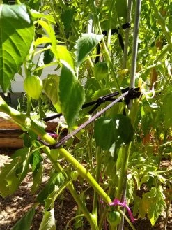 Farmyarn® Multipurpose Garden Tie, 2 Pack 16 Farmyarn® Multipurpose Garden Tie, 2 Pack -Outdoor Garden Care Shop 8612948 02v