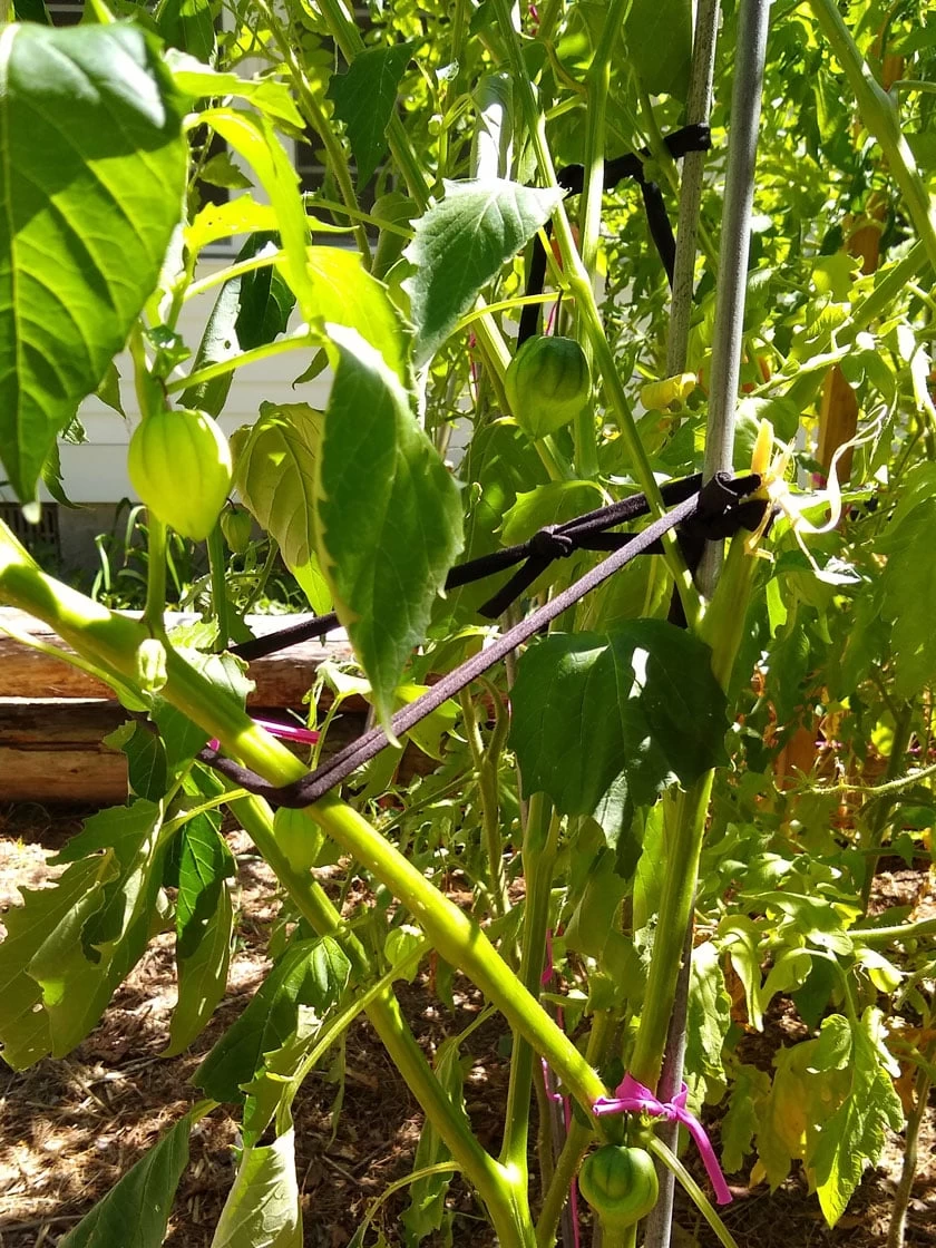 Farmyarn® Multipurpose Garden Tie, 2 Pack 9 Farmyarn® Multipurpose Garden Tie, 2 Pack - Image 7