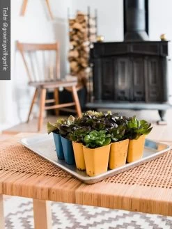 Gardener's Best® XL 6-Cell Planting Tray, Set Of 4 11 Gardener's Best® XL 6-Cell Planting Tray, Set Of 4 -Outdoor Garden Care Shop 8613031 01IN cdt