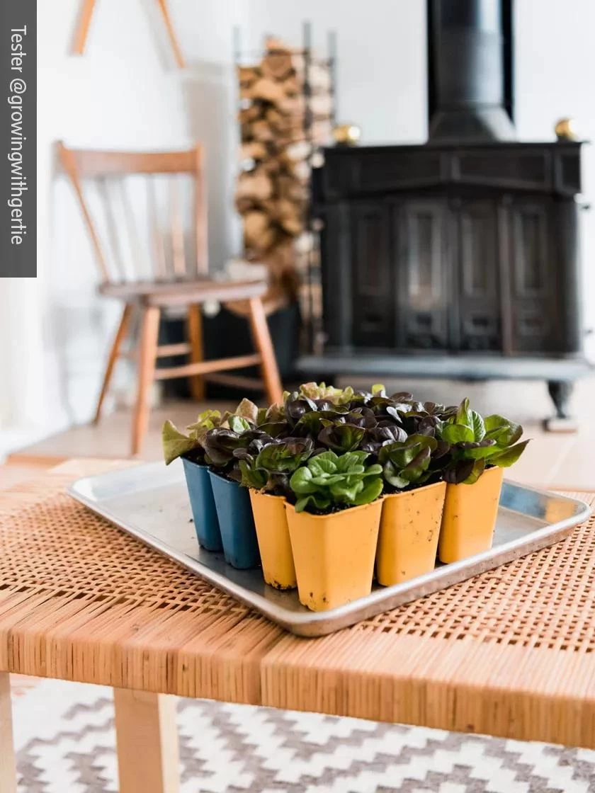 Gardener's Best® XL 6-Cell Planting Tray, Set Of 4 7 Gardener's Best® XL 6-Cell Planting Tray, Set Of 4 - Image 5