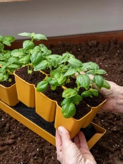 Gardener's Best® XL 6-Cell Planting Tray, Set Of 4 10 Gardener's Best® XL 6-Cell Planting Tray, Set Of 4 -Outdoor Garden Care Shop 8613031 6300