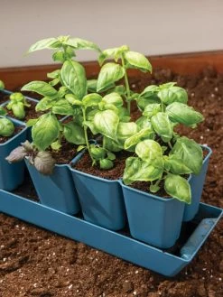 Gardener's Best® XL 6-Cell Planting Tray, Set Of 4 9 Gardener's Best® XL 6-Cell Planting Tray, Set Of 4 -Outdoor Garden Care Shop 8613031 6302