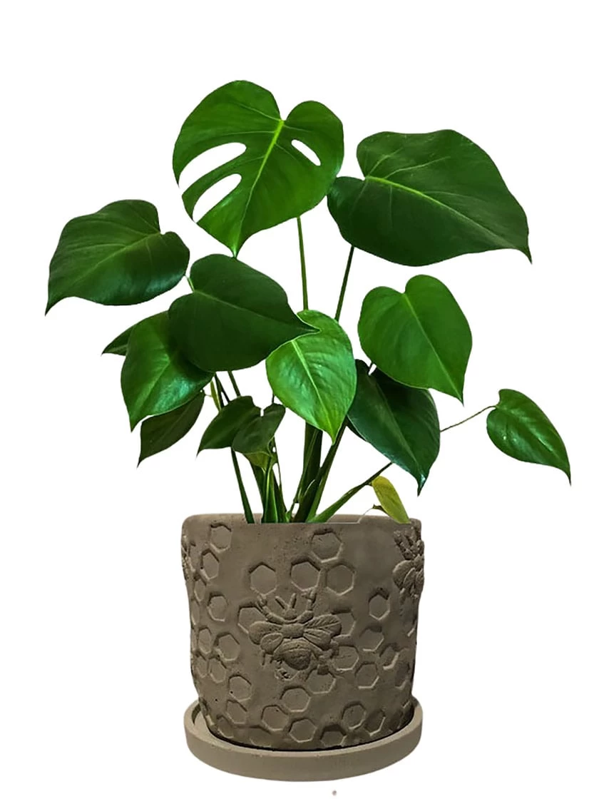 Concrete Honeycomb Bee Planter 3 Concrete Honeycomb Bee Planter