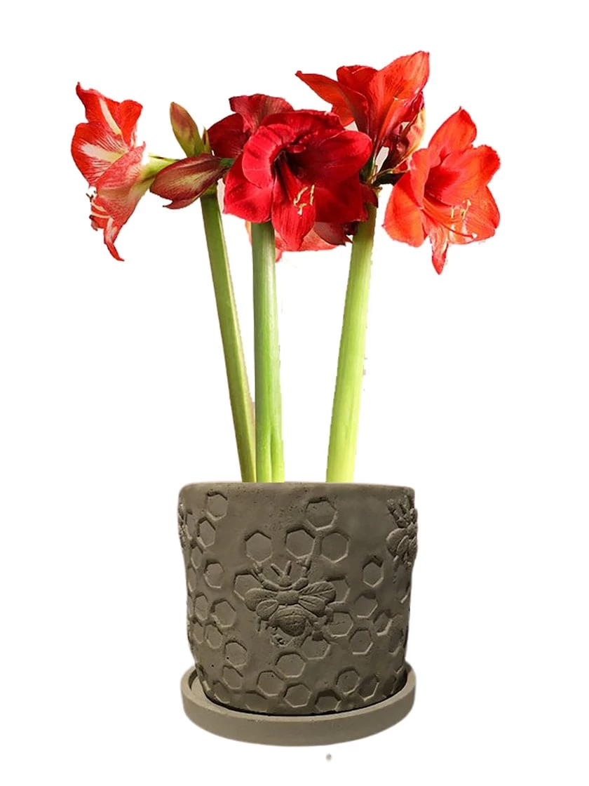 Concrete Honeycomb Bee Planter 4 Concrete Honeycomb Bee Planter - Image 2