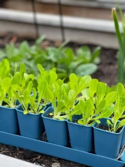 Gardener's Best® XL Seed Starting Kit -Outdoor Garden Care Shop 8613066 01TEST