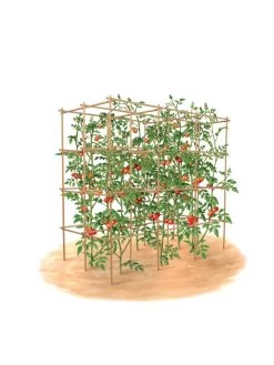 Tomato Six Pack Support -Outdoor Garden Care Shop 8613143 art flat