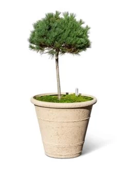 Self-Watering LavaStone® Anson Pot 13 Self-Watering LavaStone® Anson Pot -Outdoor Garden Care Shop 8613256 0138