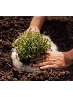 Hortiwool ®, 5 Pad Pack 13 Hortiwool ®, 5 Pad Pack -Outdoor Garden Care Shop 8613263 06v