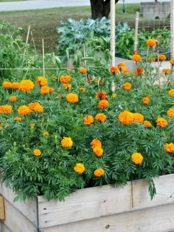 SeedSheets Organic Vegetable Garden, Easy Breezy Caprese, 4' X 8' 10 SeedSheets Organic Vegetable Garden, Easy Breezy Caprese, 4' X 8' -Outdoor Garden Care Shop 8613295 04V