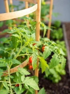 Bamboo Tomato Cages, Set Of 3 -Outdoor Garden Care Shop 8613426 6934