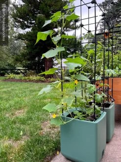 Oasis Self-Watering Tomato Planter With Trellis -Outdoor Garden Care Shop 8613440 02TEST