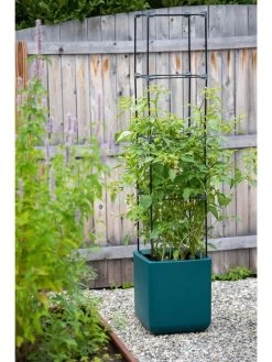 Oasis Self-Watering Tomato Planter With Trellis -Outdoor Garden Care Shop 8613440 0376 3 4 2