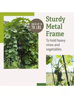 Titan Squash Tunnel 13 Titan Squash Tunnel -Outdoor Garden Care Shop B07932DMCR plantsupport benefits 2