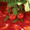 Red Tomato Mulch -Outdoor Garden Care Shop GS30005 07