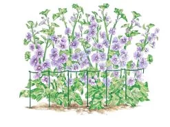 Curved Linking Stakes -Outdoor Garden Care Shop GS35240 01S tif