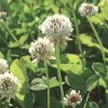 White Clover Seed, 1/2 Lb. -Outdoor Garden Care Shop GS35957 01K
