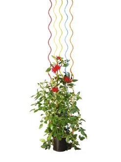 Rainbow Spiral Supports, Set Of 5 15 Rainbow Spiral Supports, Set Of 5 -Outdoor Garden Care Shop GS36377 03S tif