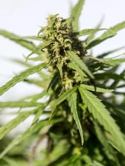 Hemp Success Kit -Outdoor Garden Care Shop Hemp 0065 tif