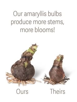 Outdoor Garden Care Shop -Outdoor Garden Care Shop bulbs ourstheirs 27516