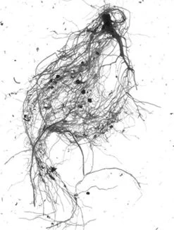 GrowLab® Compact 3-Tier Light Garden With Classroom Guide -Outdoor Garden Care Shop gstrootscan 01 1