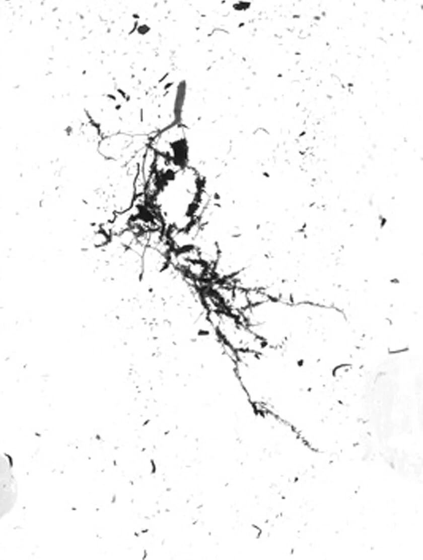 GrowLab® Compact Tabletop Light Garden With Classroom Guide 8 GrowLab® Compact Tabletop Light Garden With Classroom Guide - Image 6